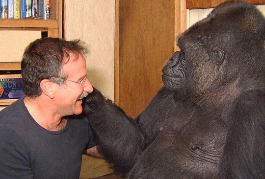 Koko và Robin Williams&nbsp;